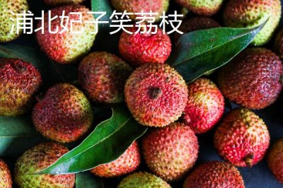 廣西浦北縣的特產(chǎn)，有“世界長(zhǎng)壽之鄉(xiāng)”的稱號(hào)