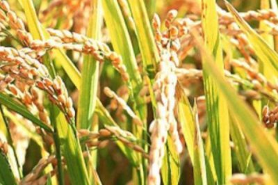 中兩優(yōu)018水稻種簡介，每畝有效穗數16.4萬穗