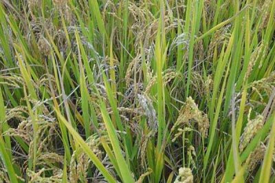 寧粳66號(hào)水稻種簡(jiǎn)介，屬晚熟品種