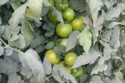 番茄的種植管理方法，一般是從整苗開始