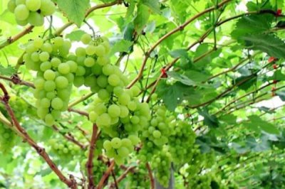 家里種葡萄寓意好嗎，寓意多福、多滿