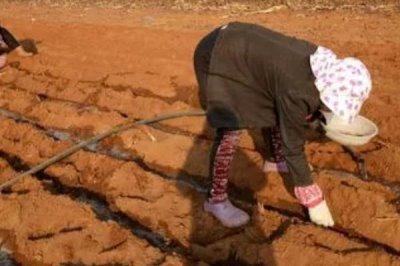 越冬菠菜什么時(shí)候種植，可在平均氣溫在17-19℃時(shí)播種