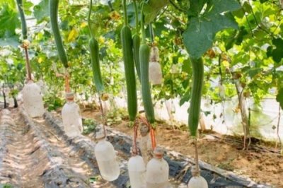 農(nóng)村露地種植絲瓜如何高產(chǎn)，適時追肥可增加產(chǎn)量