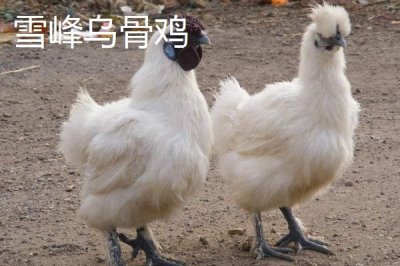 烏雞的產(chǎn)地，原產(chǎn)自江西省的泰和縣武山