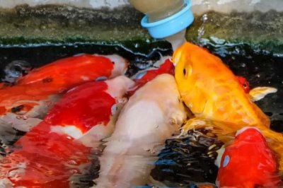 錦鯉喂什么增色快，可以喂食營養(yǎng)較高的專用增色飼料
