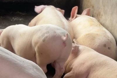 豬流感不吃食如何解決，可注射藥劑或改善飼料等