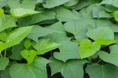 紅薯卷葉原因，可能是過(guò)于干旱或受到蟲(chóng)害所導(dǎo)致