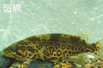 如何判斷河里是否存在鱖魚，鱖魚常棲息在水質(zhì)潔凈的地方