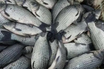 三四斤的鯽魚(yú)是什么品種，主要有以下這6種