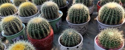 仙人球的養(yǎng)殖方法，切取后的插穗晾上5-7天再扦插