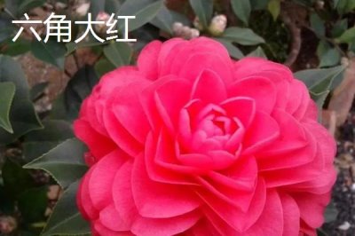茶花樹苗的價格，微型盆景茶花深受消費者喜愛