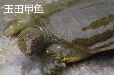 河北秦皇島有哪些特產(chǎn)，昌黎葡萄暢銷全國各地