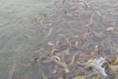 泥鰍的養(yǎng)殖成本，畝投資需要16000-17000元左右