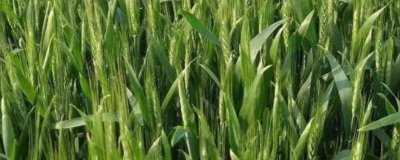 小麥拔節(jié)期能打除草劑嗎，不能打因?yàn)樯杂胁簧骶蜁?huì)產(chǎn)生藥害