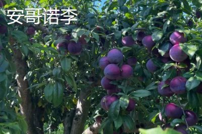 早紅李的產(chǎn)地，原產(chǎn)于日本