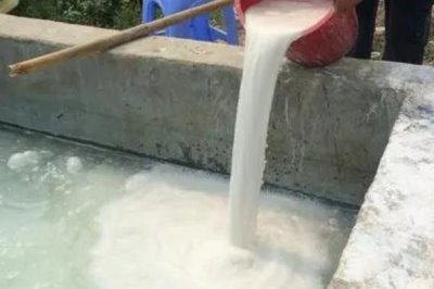 波爾多液可以和哪些農(nóng)藥混合使用，可以和菊酯類、速滅殺丁、井岡霉等混用