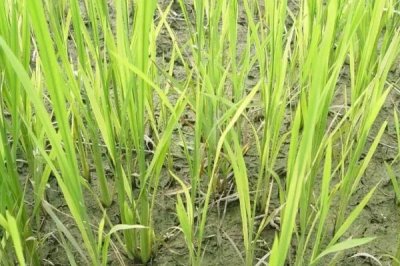 化感2205水稻種子介紹，每畝10千克并加拌除草劑