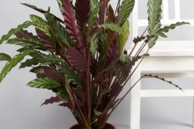 養(yǎng)殖箭羽竹芋的方法及注意事項(xiàng)，需使用疏松肥沃的腐殖土