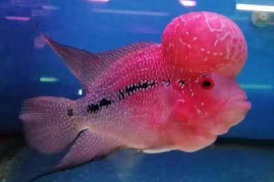 羅漢魚喂什么飼料好，可喂動物飼料、植物飼料和專門的魚飼料