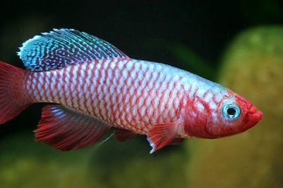 粉紅佳人鳉魚(yú)好不好養(yǎng)，飼養(yǎng)難度較小