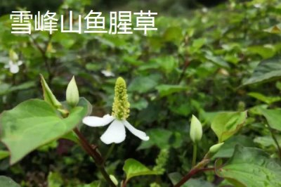 湖南省芷江侗族自治縣的特產(chǎn)，雪峰山魚腥草曾被侗民稱為仙草