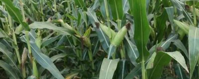 榮豐901玉米種子介紹，適宜播種期6月上中旬