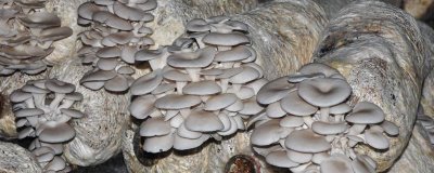 平菇如何種植才能豐產(chǎn)，關(guān)鍵是要選對優(yōu)質(zhì)高產(chǎn)的品種