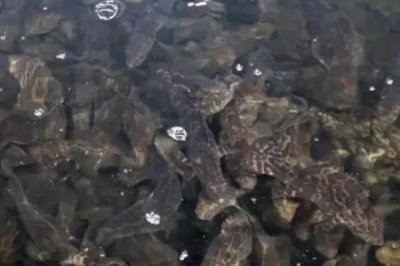 石斑魚的養(yǎng)殖技術，餌料以新鮮的小雜魚和小蝦米為主