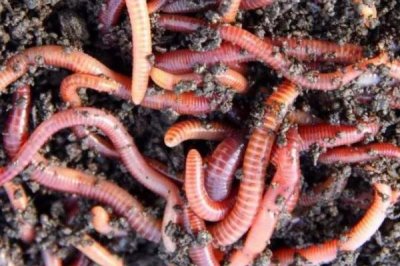 蚯蚓養(yǎng)殖的生長(zhǎng)周期，平均為3個(gè)月
