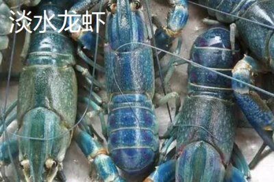 淡水蝦的種類，日本沼蝦、羅氏沼蝦等為主要養(yǎng)殖品種