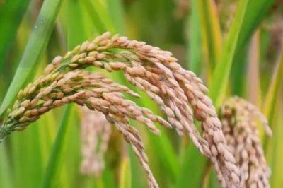 鋼兩優(yōu)167水稻品種的特性，4月中旬至5月上中旬播種