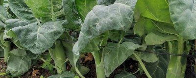 芥藍如何正確施肥，基肥為主追肥為輔