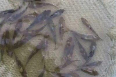小魚苗一個月可以長到什么程度，一個月能長3-4cm左右