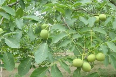 山核桃的栽培技術(shù)，定植有播種、人工培育苗木等方式