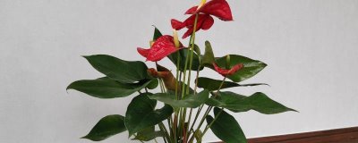紅掌有什么特點(diǎn)，葉子通常從基部生出的