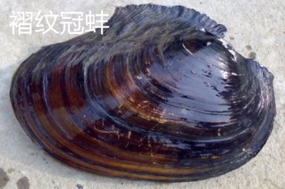 圓頂珠蚌的產(chǎn)地，主產(chǎn)于我國南北方地區(qū)的江河湖泊