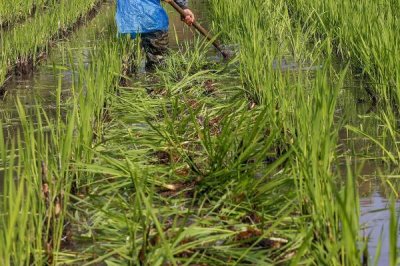 種植茭白的環(huán)境要求，溫度要達到24℃左右