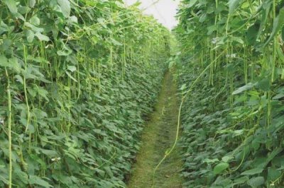 豇豆的田間管理技術(shù)，初生葉出現(xiàn)時(shí)應(yīng)查苗補(bǔ)苗