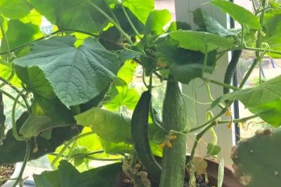 家庭版黃瓜種植技巧，一年四季均可播種