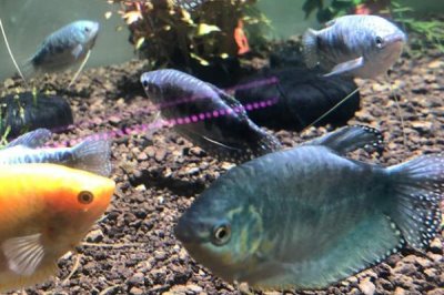 曼龍魚會不會吃蝦，動物性飼料是它們的主食