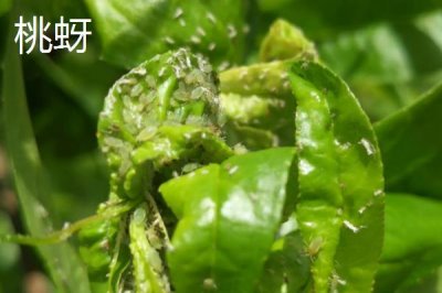 氯氰菊酯適合什么時(shí)候打，不同蟲害的防治時(shí)間和方式不同