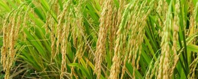 淳豐優(yōu)1028水稻種子特點(diǎn)，秧田畝播種量8～10公斤