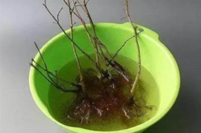 使用生根粉的方法，主要有浸泡、噴施、撒施等方式