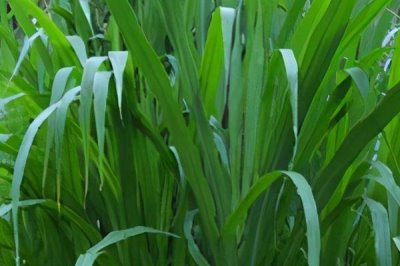 牧草飼料如何貯藏,搭建存儲(chǔ)平臺(tái)進(jìn)行貯藏
