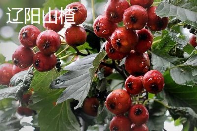 遼寧遼陽(yáng)市的特產(chǎn)，是中國(guó)有名的歷史文化古城