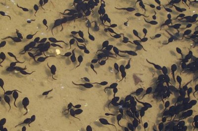 蝌蚪屬于魚類嗎，是無(wú)尾目動(dòng)物不是魚