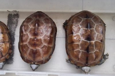 草龜一般吃什么，動物性飼料和植物性飼料通通都吃