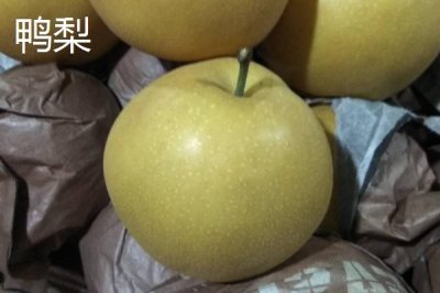 鴨梨的產(chǎn)地，黃淮海平原沙地廣泛種植