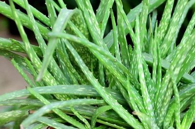 有哪些可以凈化室內空氣的花卉植物，包括蘆薈、吊蘭、白掌等品種