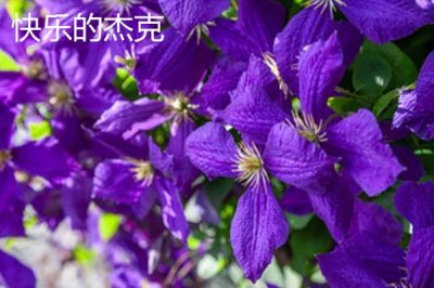 鐵線蓮的花語，寓意高潔美麗、和平和諧等